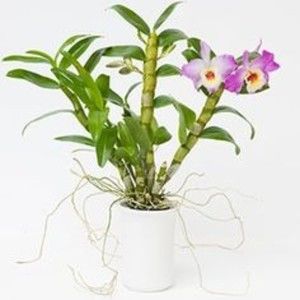 Meet your Posher, Jos